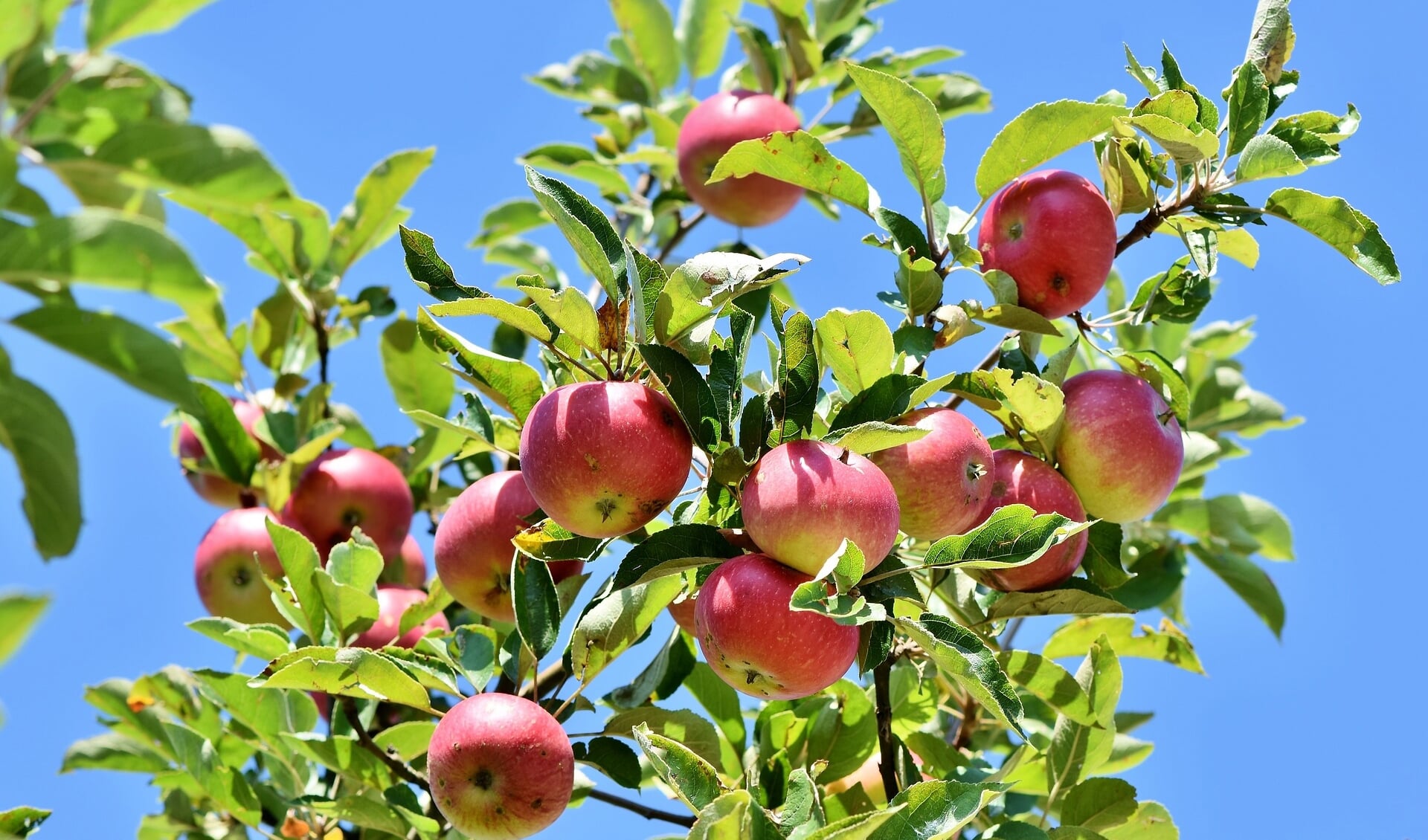Ook appelbomen maken vaak deel uit van een voedselbos. 