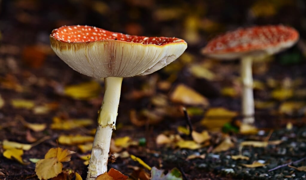De herfst is dé tijd om paddenstoelen te bewonderen.