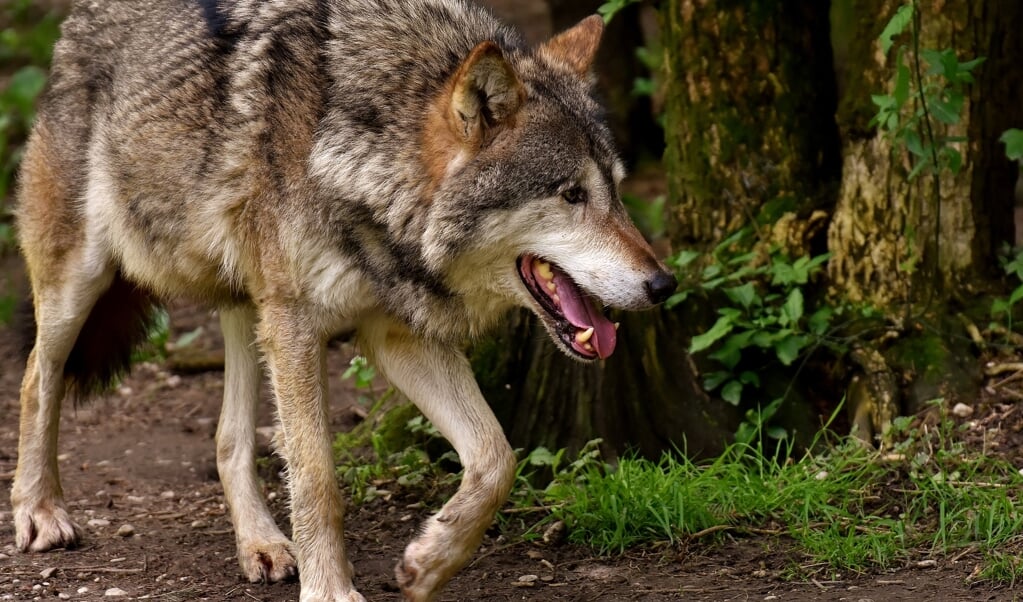 Het aantal meldingen van aanvallen op vee door mogelijk een wolf neemt toe.