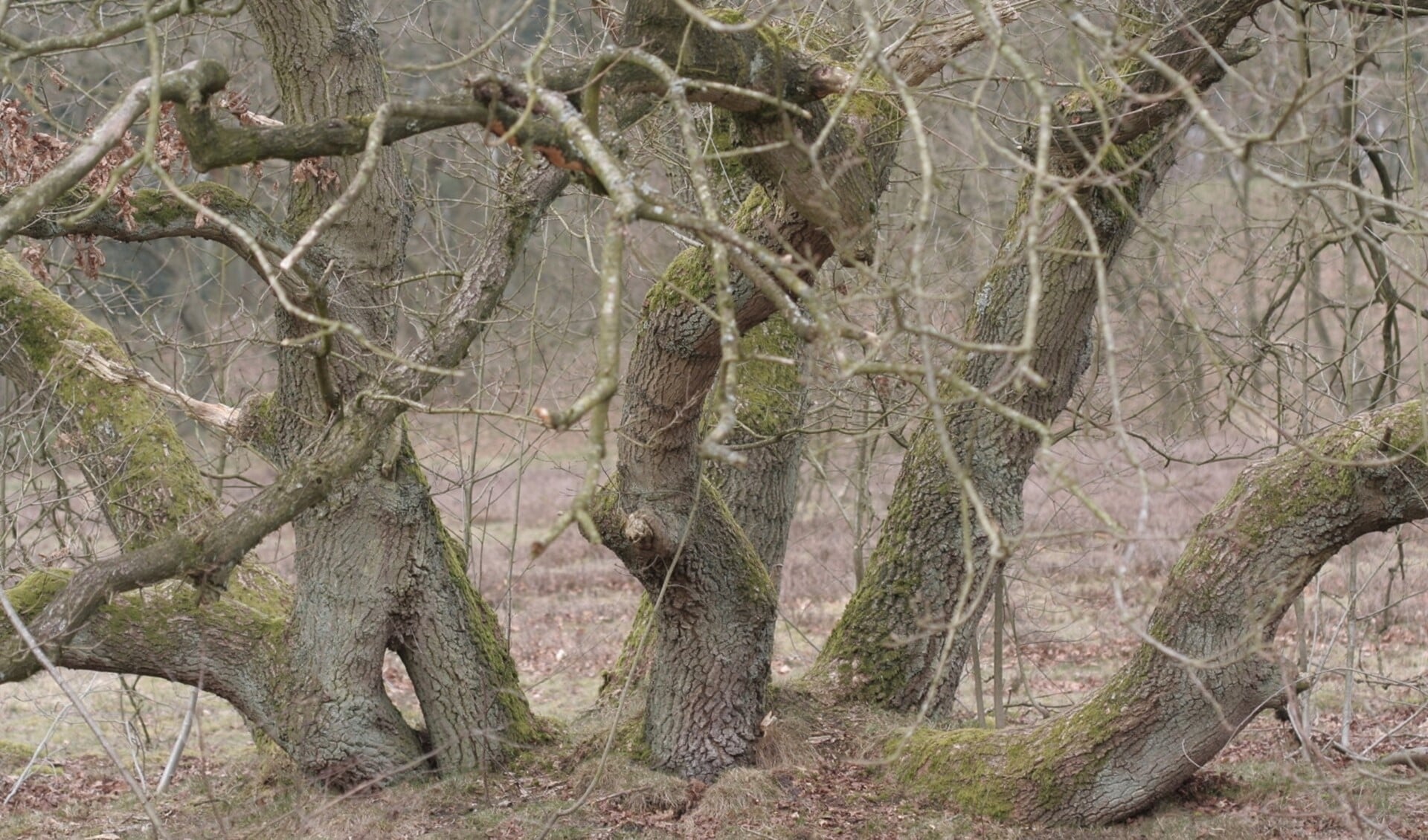 Grillig gevormde bomen in De Strubben-Kniphorstbosch. (foto Nationaal Park Drentsche Aa)