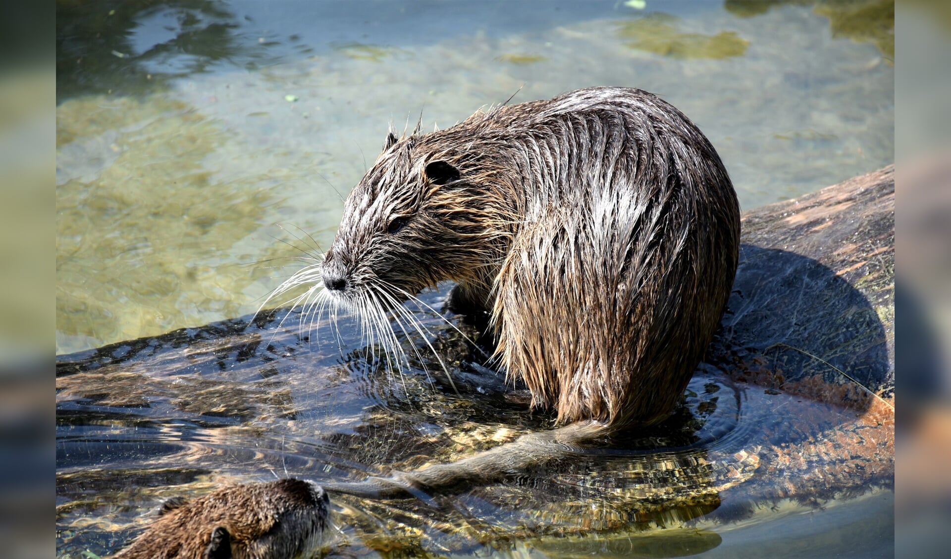 Een muskusrat.