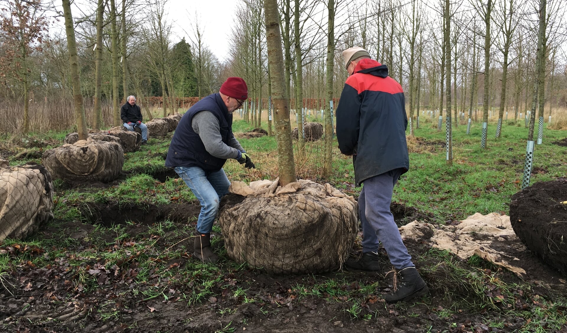 Vrijwilligers helpen bij het rooien van lindebomen in het Voedselbos in Glimmen.