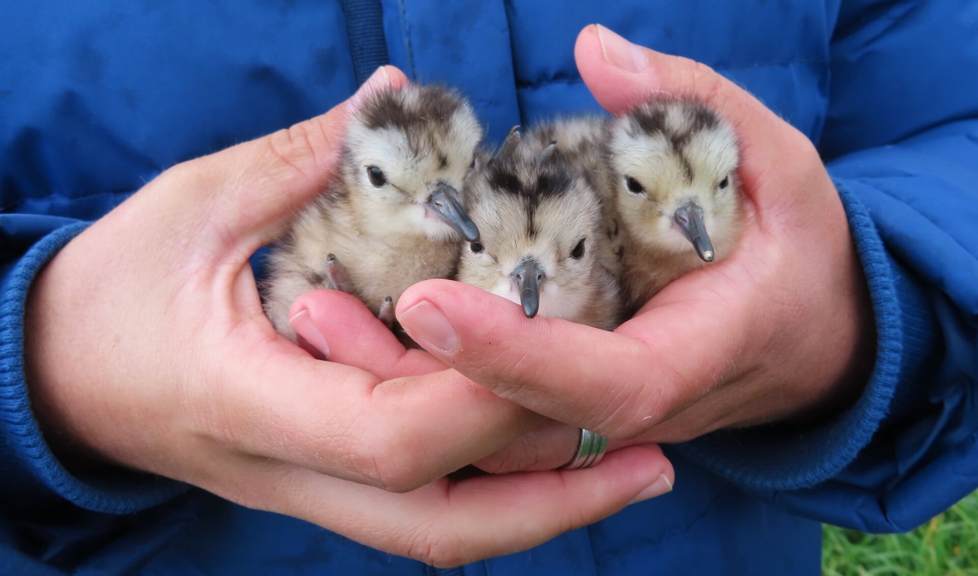 Jonge weidevogels in de handen van een vrijwilliger van Landschapsbeheer Drenthe. (foto Landschapsbeheer Drenthe)