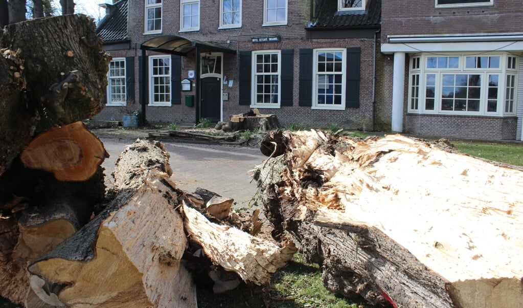 De oude linde bij de ingang van 'Hotel Braams' is door ziekte geveld. 