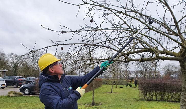 Voor jonge fruitbomen is snoeien erg belangrijk. (foto Landschapsbeheer Drenthe)