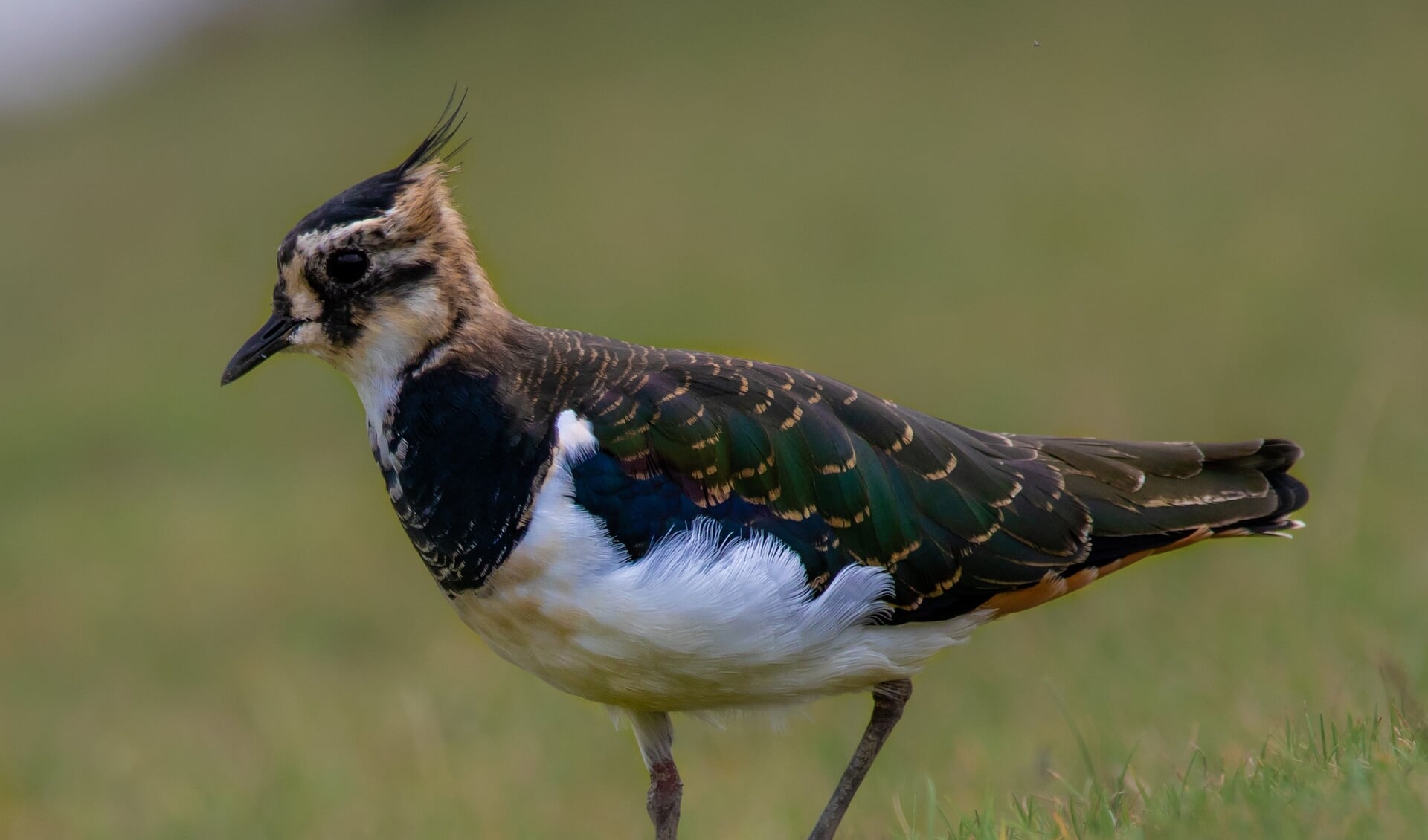 Volgens LTO Noord beschermen steeds meer boeren weidevogels, waaronder de kievit.