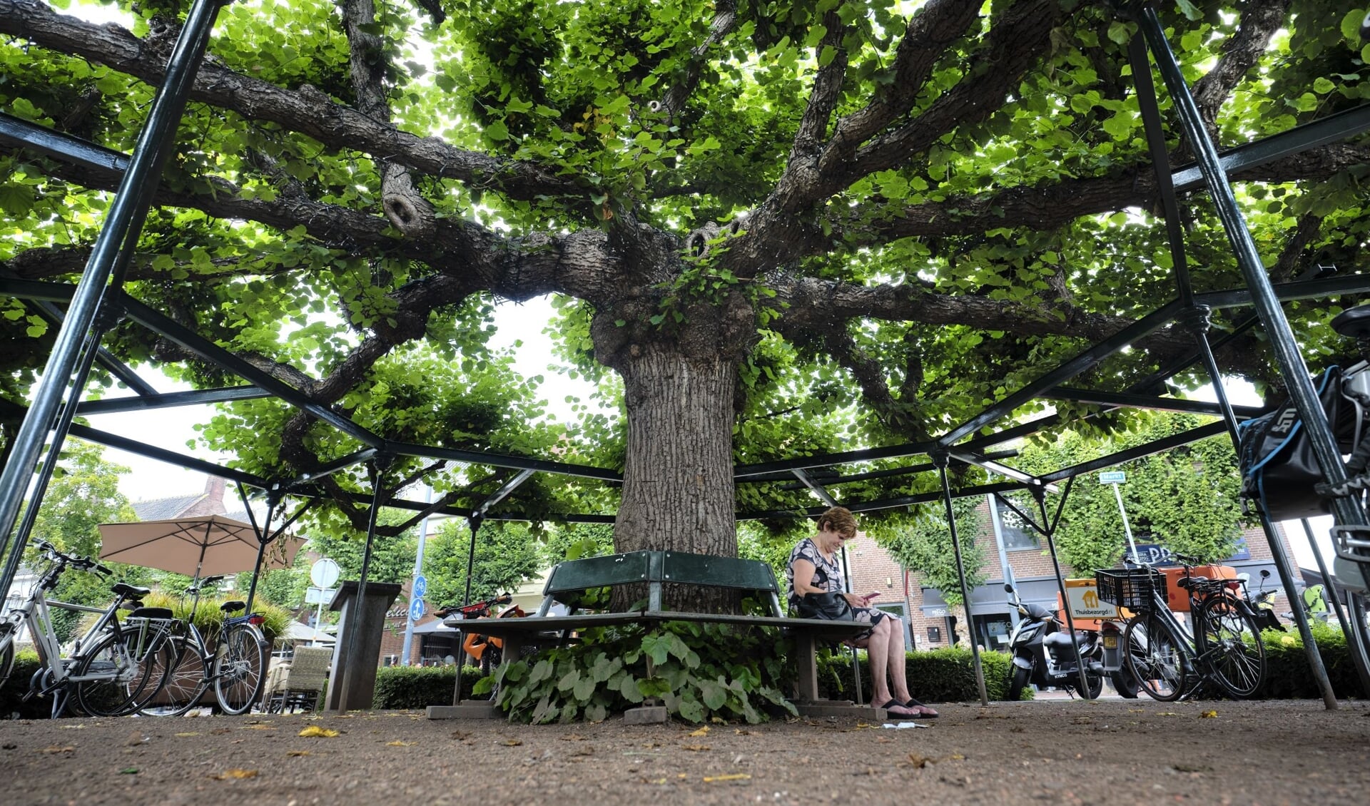 De Moeierboom in Etten-Leur, gekozen tot Boom van het Jaar in 2020. (foto Mark Kohn)