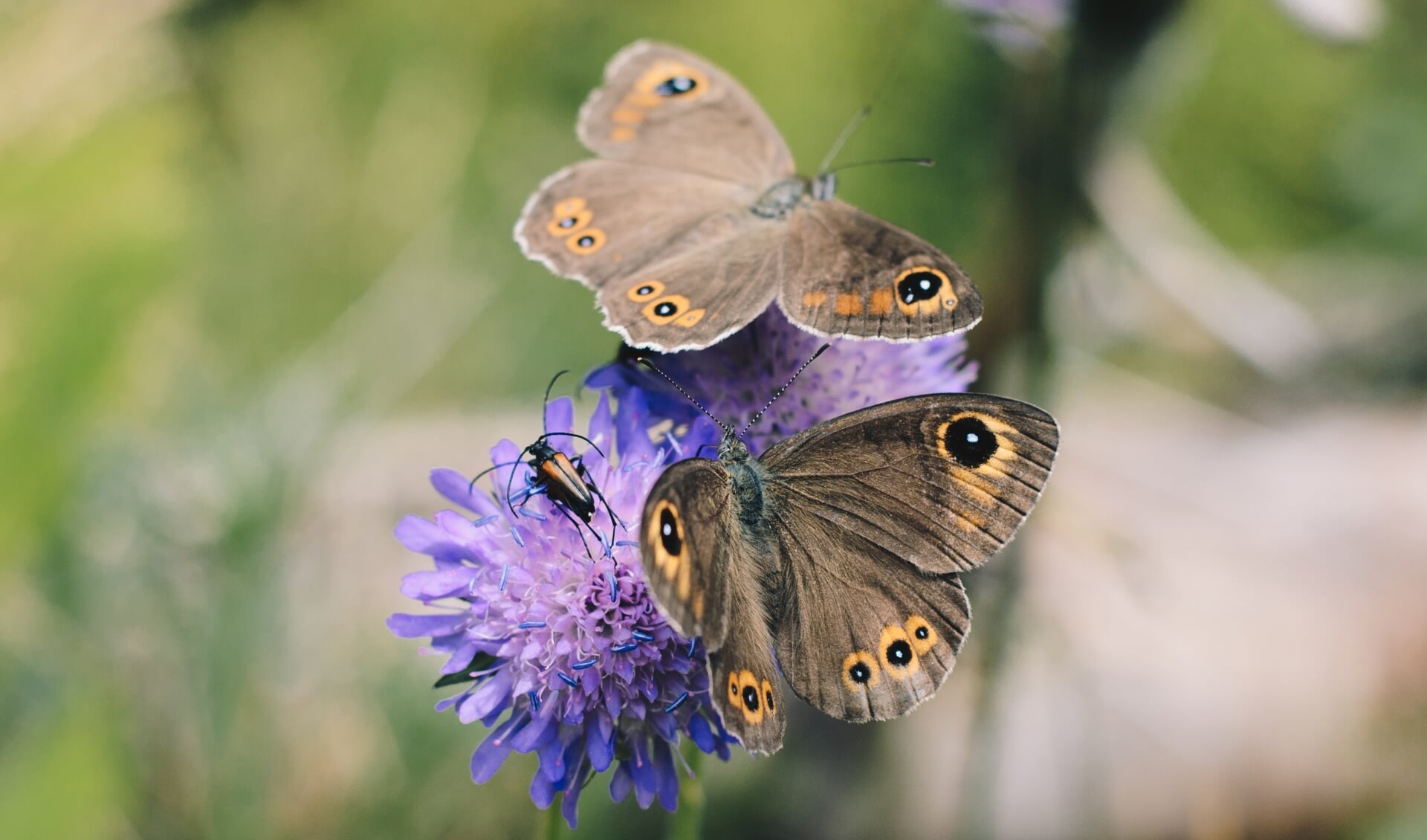 Steeds meer Drenten helpen mee aan het vlindervriendelijk maken van hun omgeving.