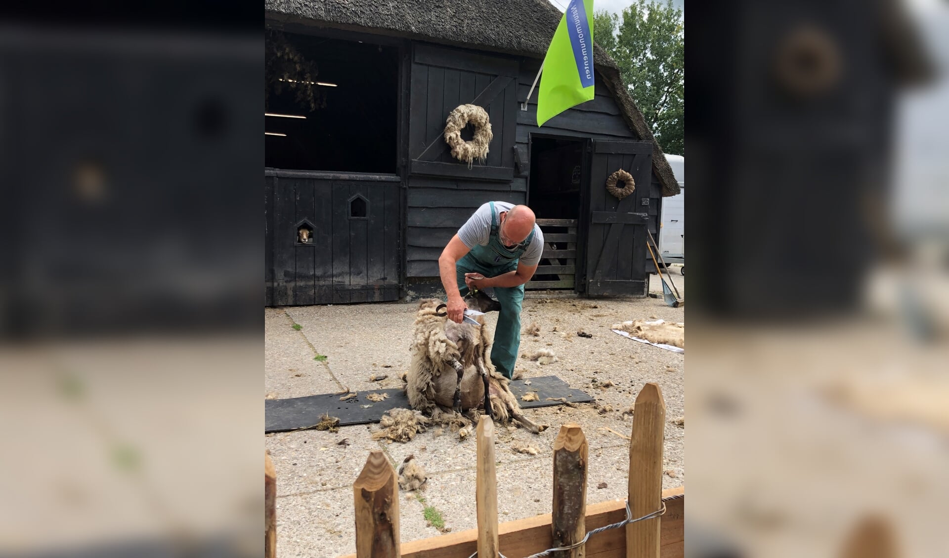 Herder Johan Coelingh scheert de schapen op ambachtelijke wijze, met een speciale schaar (foto Natuurmonumenten).