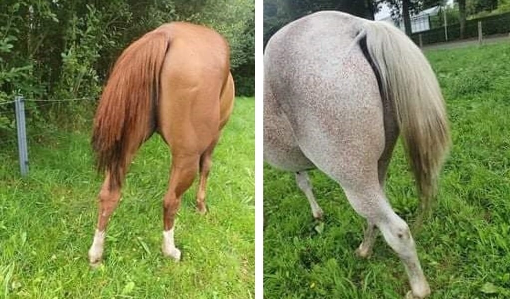Van beide paarden is een aanzienlijk deel van hun staart afgeknipt.
