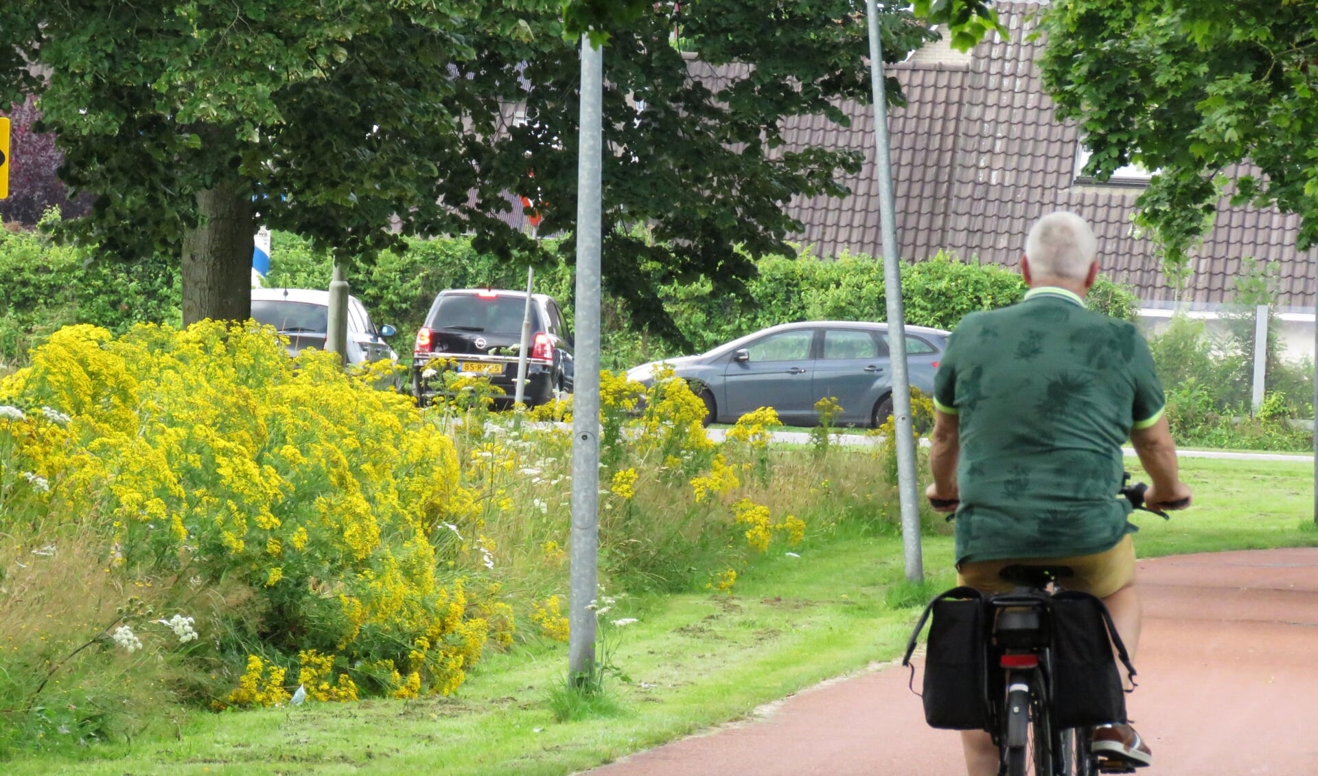Het gele Jacobskruiskruid dat ook in het stedelijk gebied van Hoogezand steeds verder oprukt.