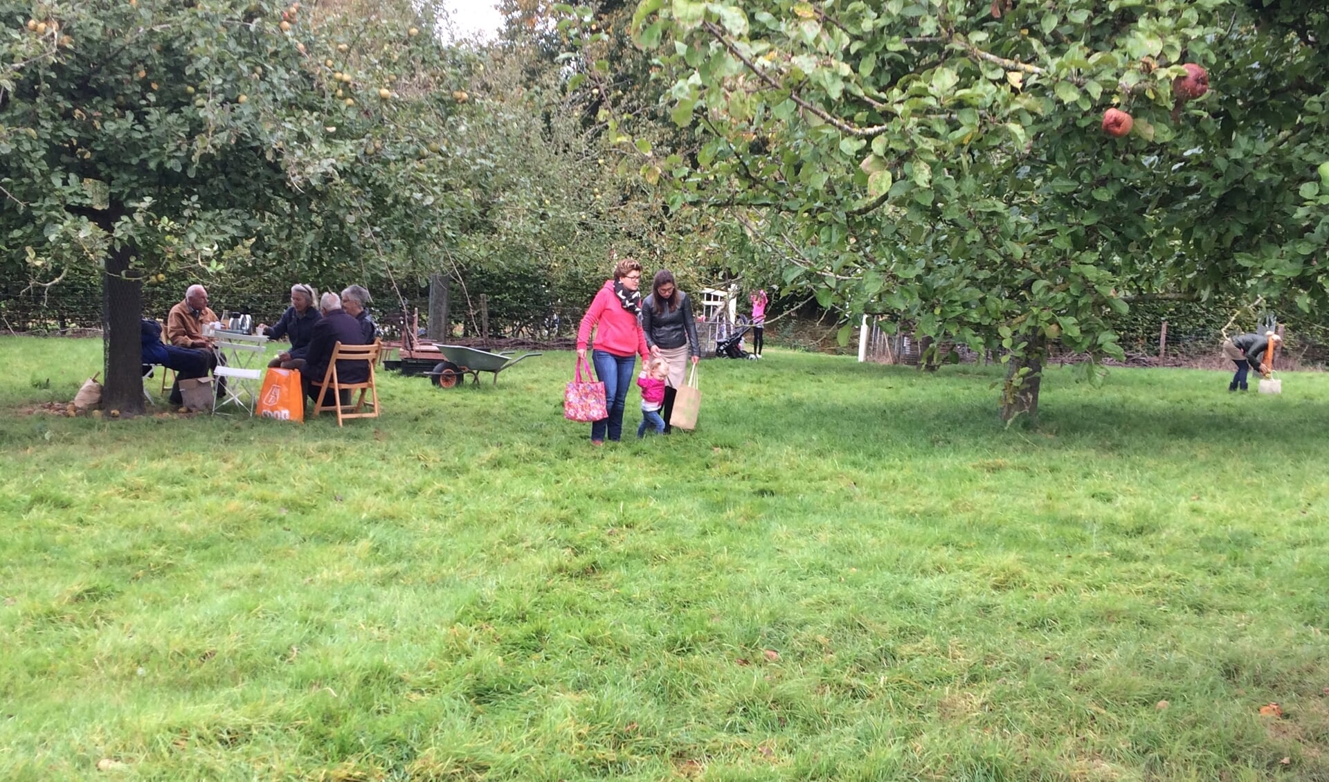 De boomgaard van de Rensumaborg in Uithuizermeeden vormt zaterdag 2 oktober weer het decor van de jaarlijkse plukdag.