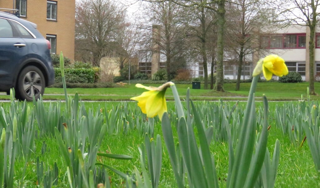 De eerste narcissen in de middenberm van de Abraham Kuypersingel in Hoogezand staan in bloei.
