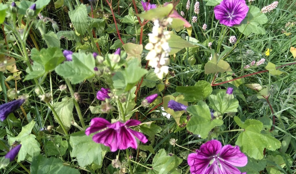 Bloemen in de vlindertuin op landgoed Bosch en Vaart.