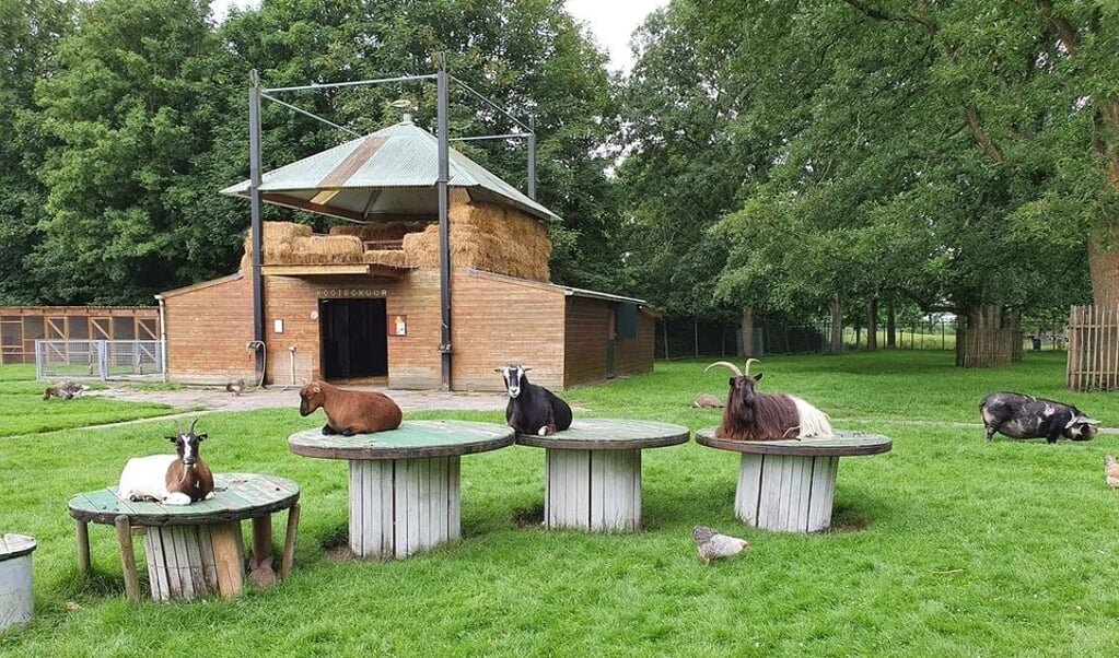 De dierenweide in Hoogezand. (foto: NME) 