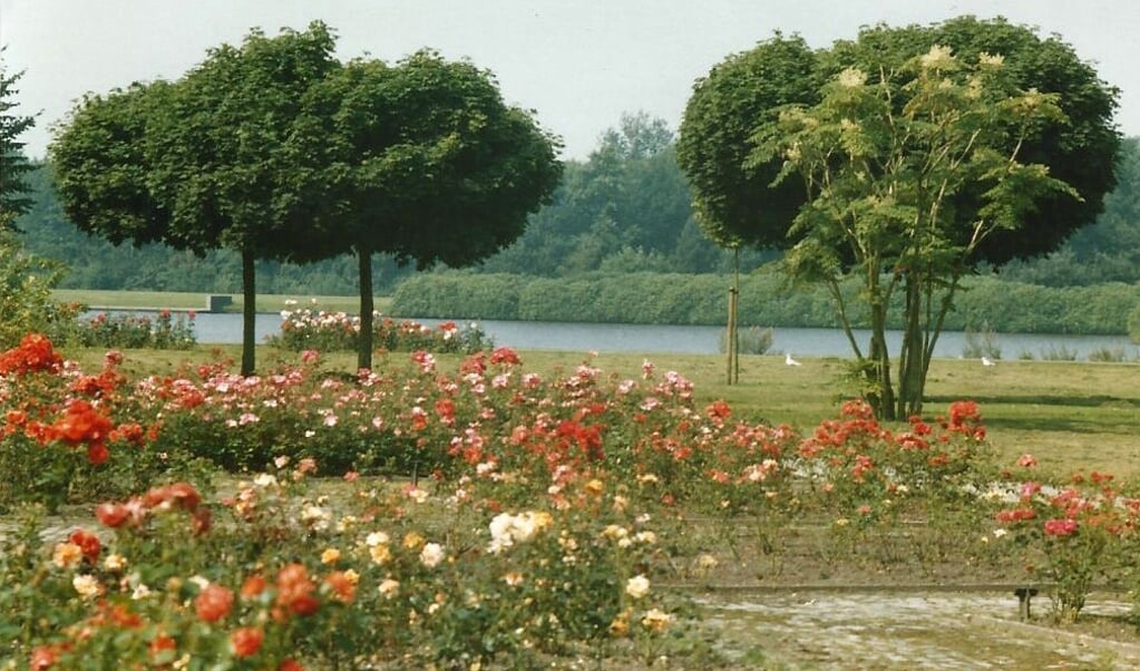 Het rosarium in het Gorechtpark, een prachtige omgeving voordat het door verwaarlozing helemaal verdween.