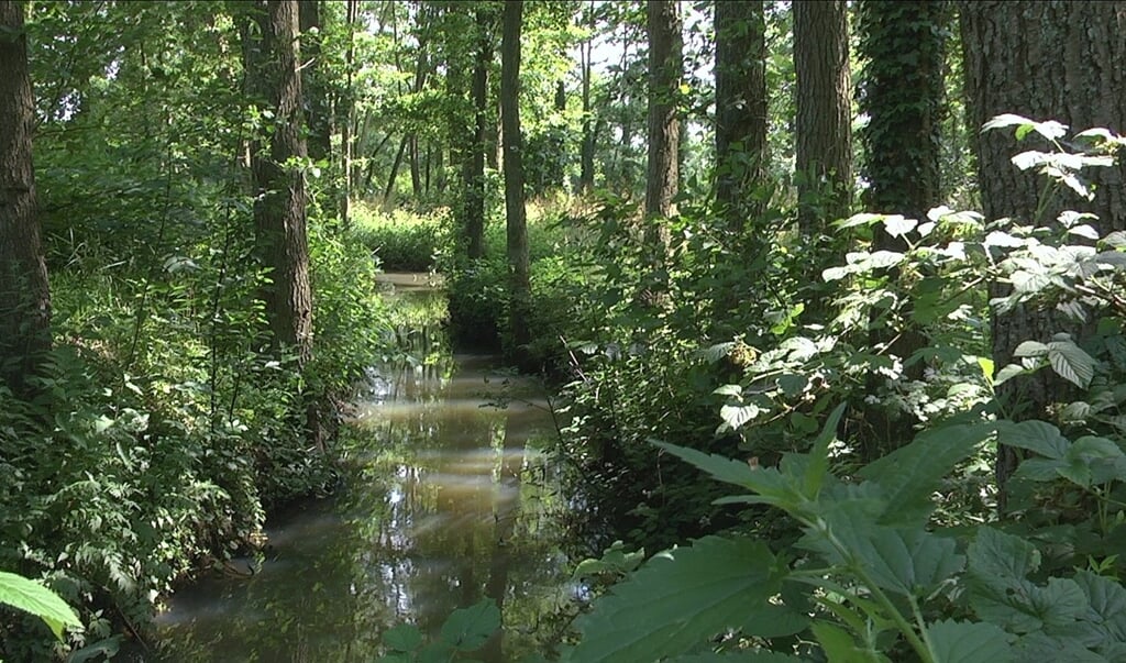 Het landschap van Nationaal Park Drentsche Aa wordt mooi in beeld gebracht in de natuurfilm. (foto: Henk en Janetta Bos)