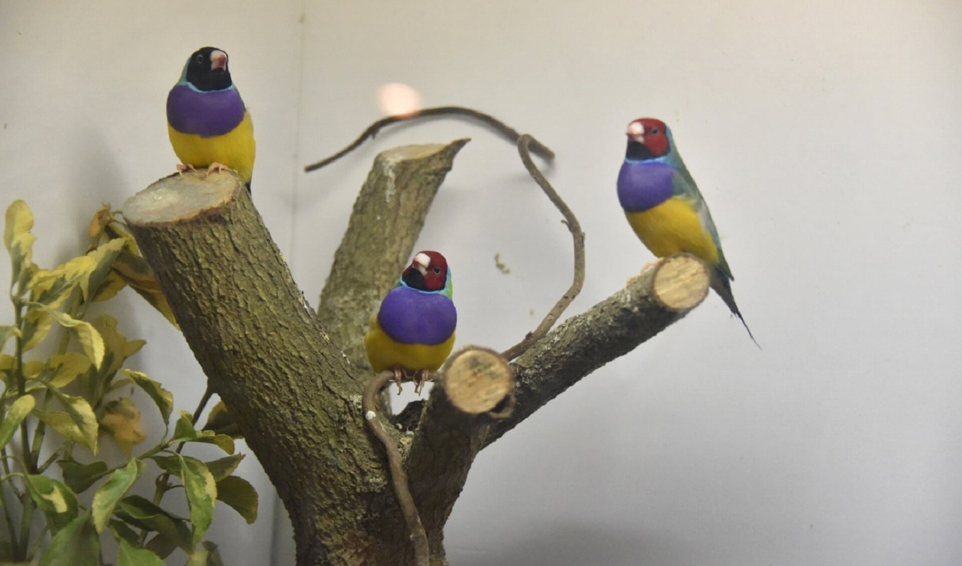De leden van vogelvereniging Tropenpracht tonen komende week hun prachtige vogels in Beilen.