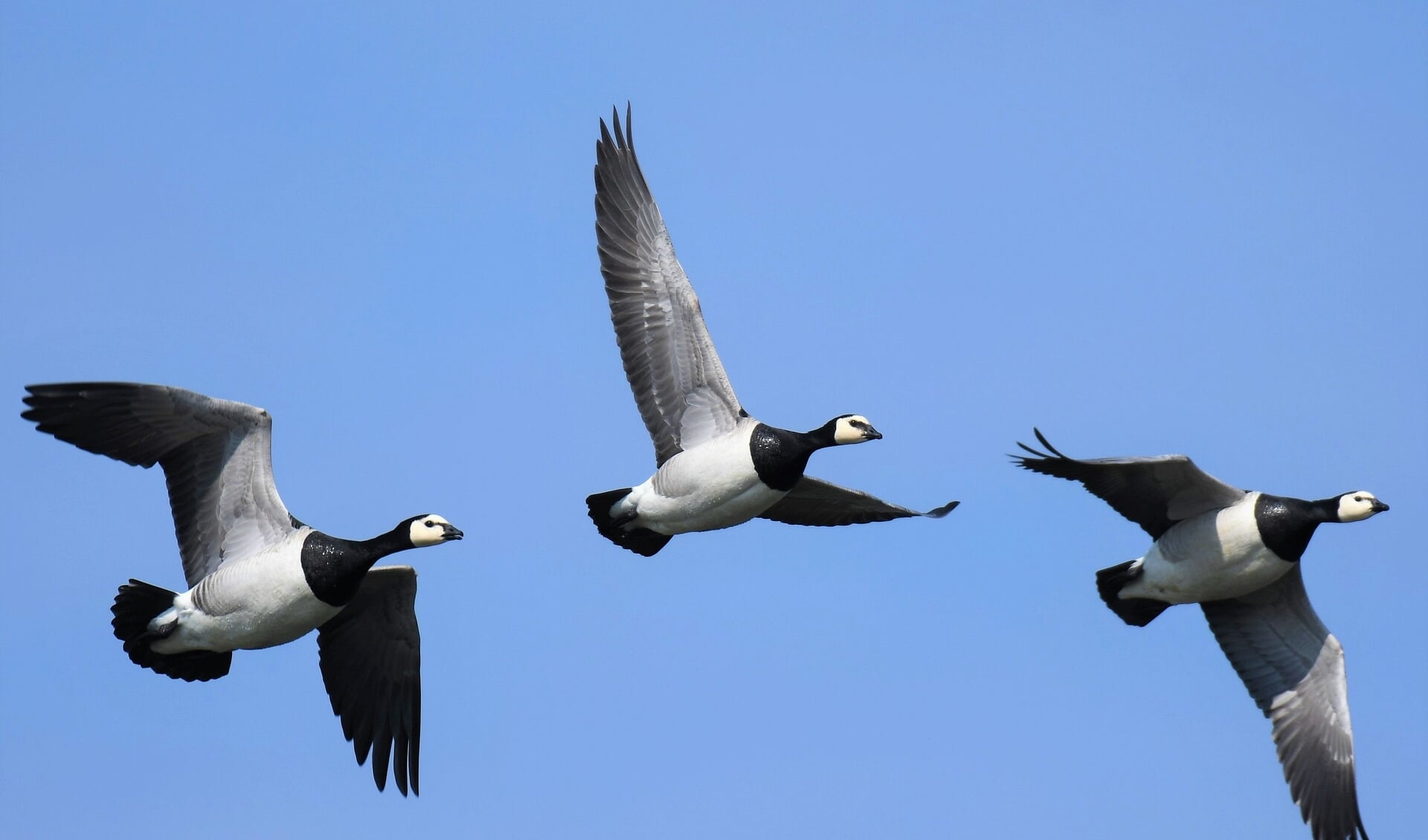 In de koudste maanden van het jaar zijn er duizenden ganzen te vinden in het Lauwersmeergebied, waaronder de brandgans. 