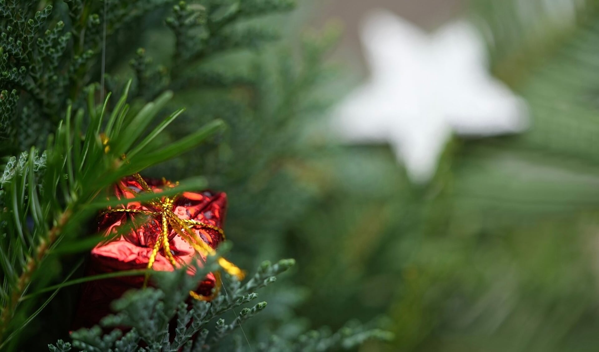 Oude kerstboom is de basis voor een nieuwe boom