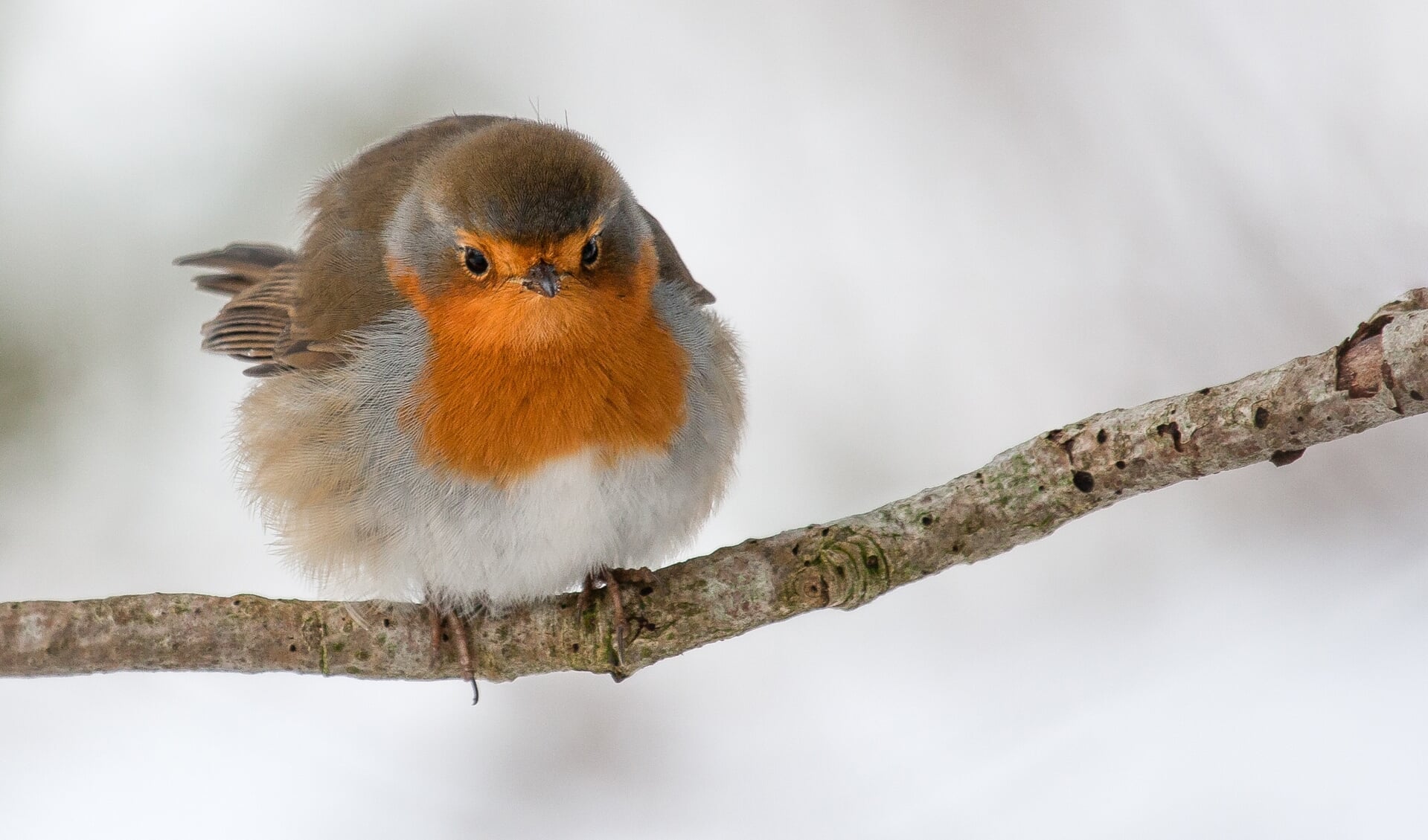 Tijdens de winterwonderlandwandeling wordt aandacht besteed aan de vogels op landgoed Vennebroek, zoals het roodborstje. (foto Nationaal Park Drentsche Aa/André Brasse)