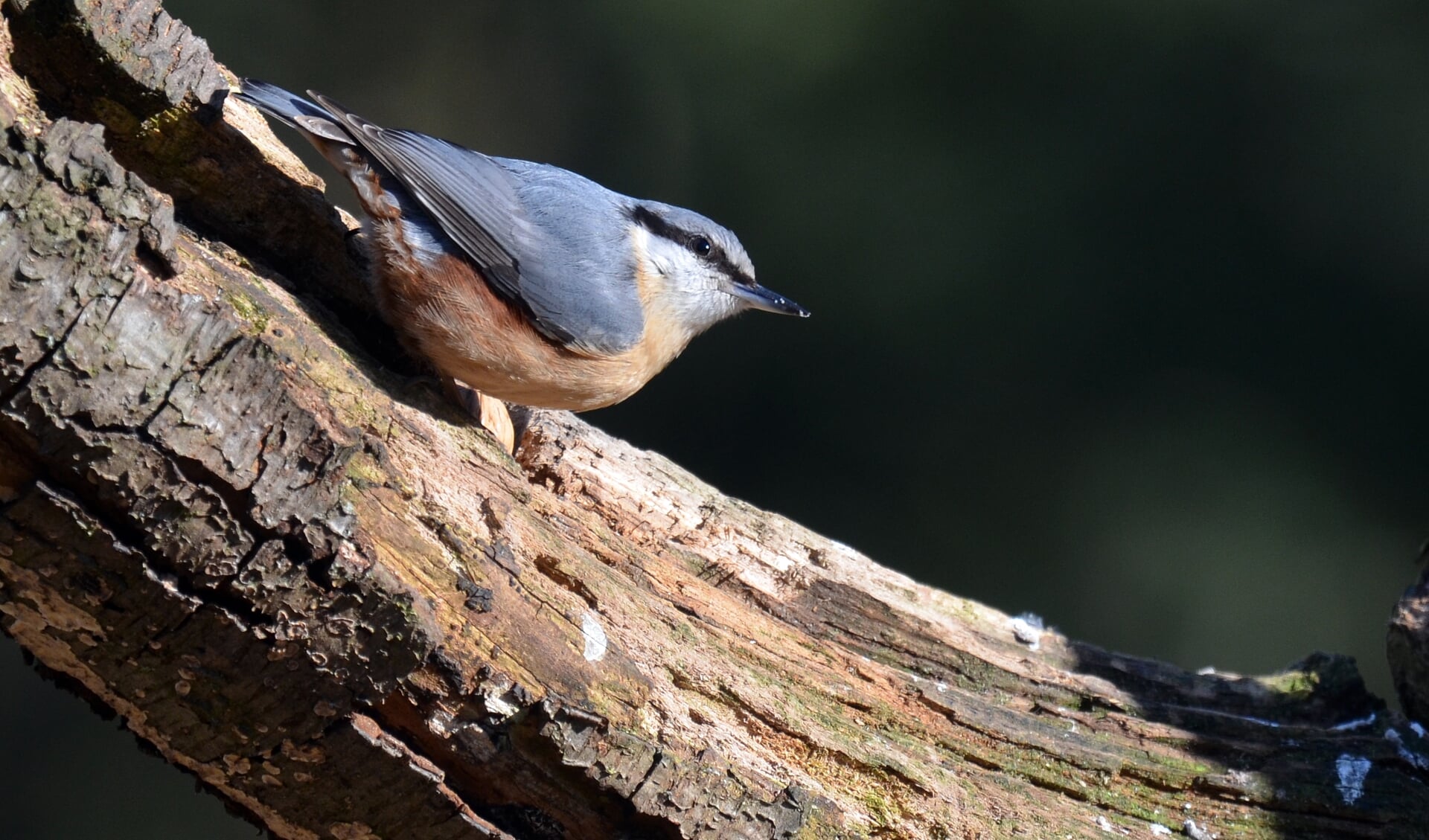In de vroege ochtend zijn veel verschillende vogels te horen in het bos. (foto: Ineke van Os)