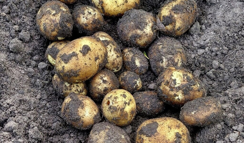 De extreem vroege aardappels.