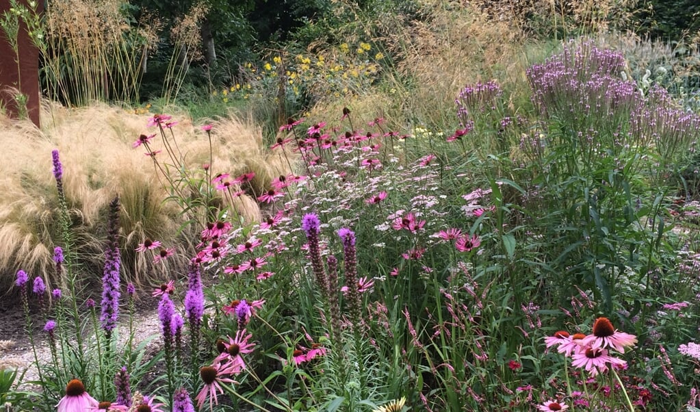 De echinacea- en prairietuin van Tuingoed Foltz.