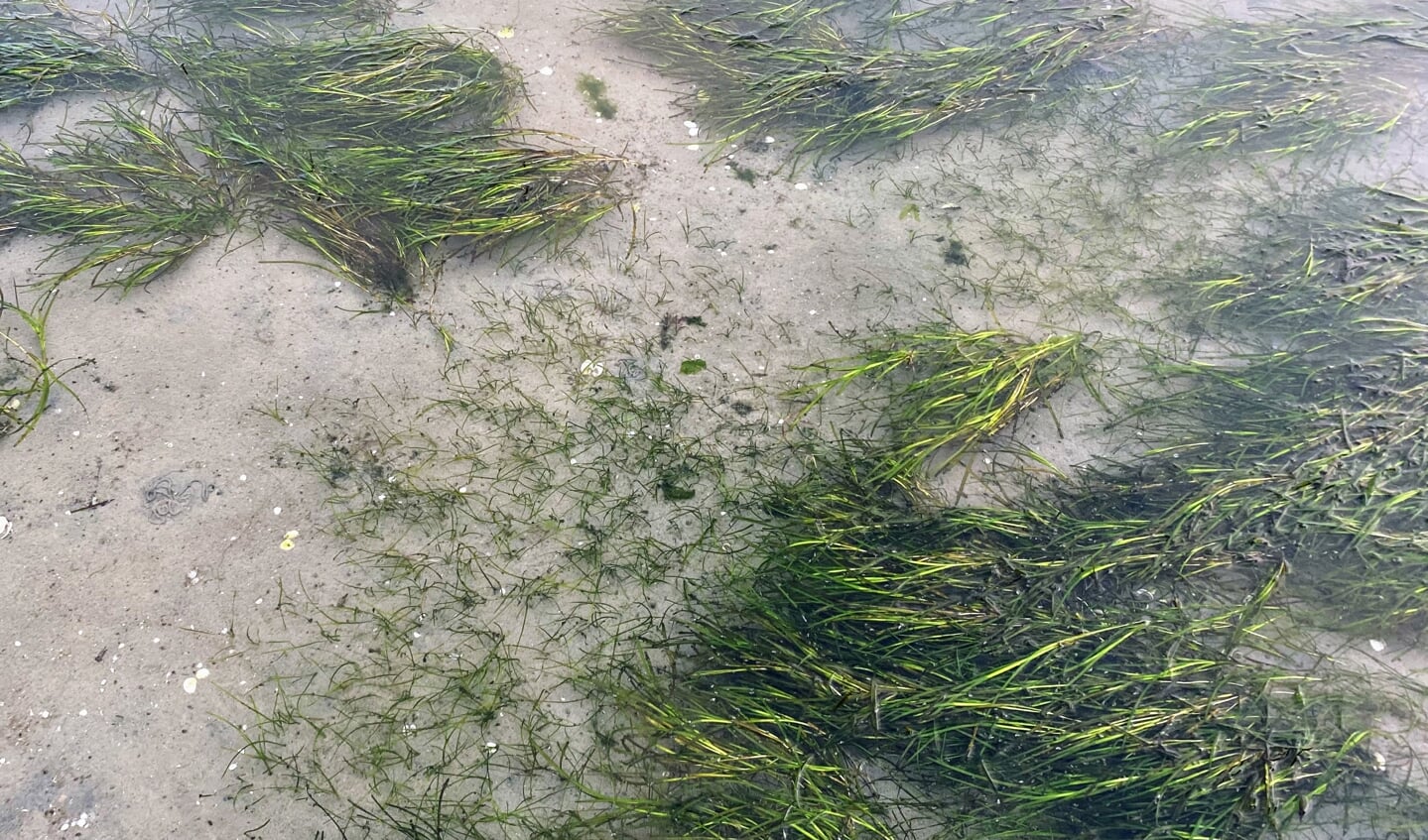 Zeegras  dat is aangeslagen op de bodem van de Waddenzee (foto Laura Govers).