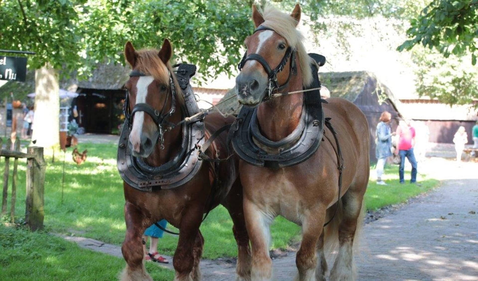 Tijdens de Dag van het Paard zijn er allerhande paarden en pony's te zien. (eigen foto)