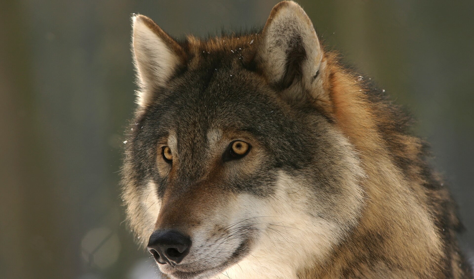 Ook in de provincie Drenthe worden steeds vaker meldingen gedaan van aanvallen door wolven op vee.