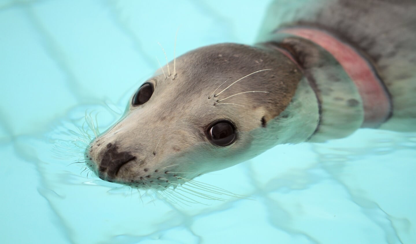 De verstrikte grijze zeehond Tefiti verbleef afgelopen zomer in het Zeehondencentrum Pieterburen.