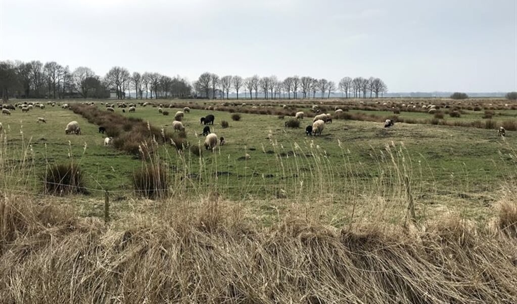 Schapen in Boonspolder, vanaf de Oude Dijk.