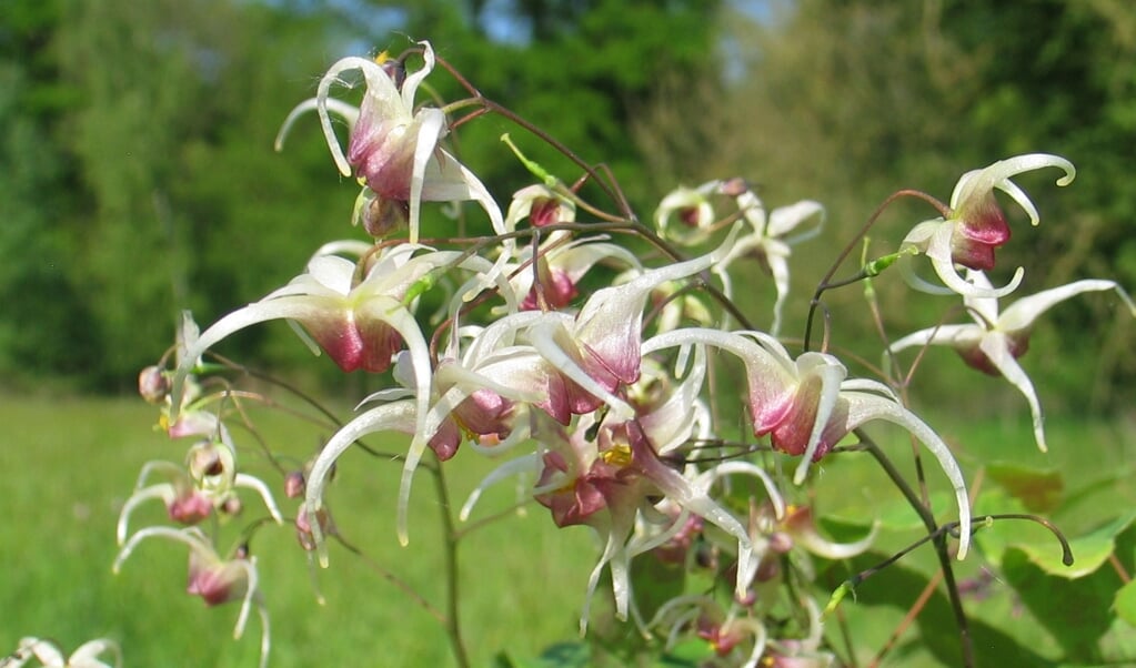 De elfenbloem Epimedium Domino. 