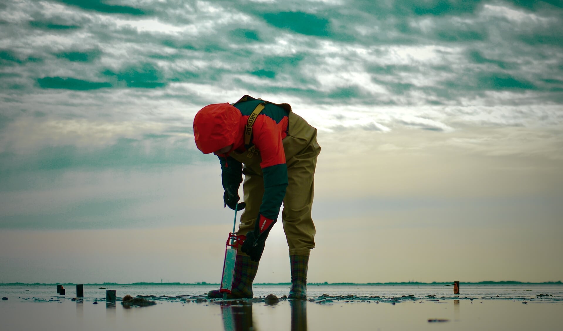 Groot zeegras wordt tegenwoordig ingezaaid met een kitspuit. Foto: Twitter, Rijkswaterstaat.