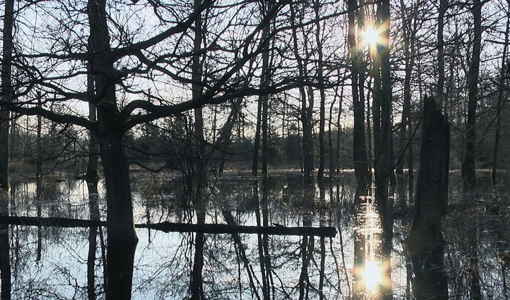 Een stukje wetland in Drenthe. Foto: Henk en Janetta Bos. 
