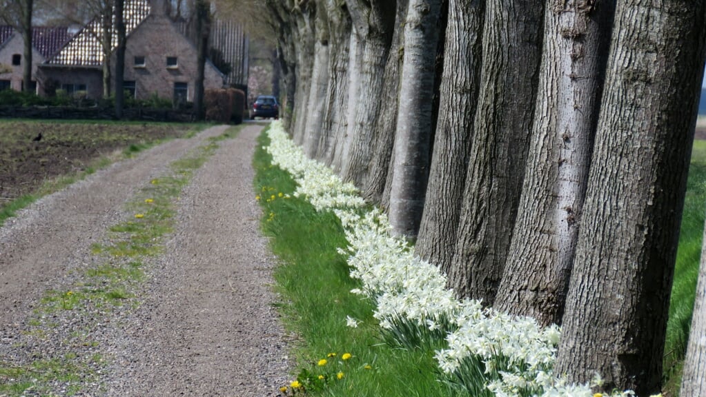 De lange laan naar de woning van Nauta en De Blaauw wordt omzoomd door bloeiende narcissen.