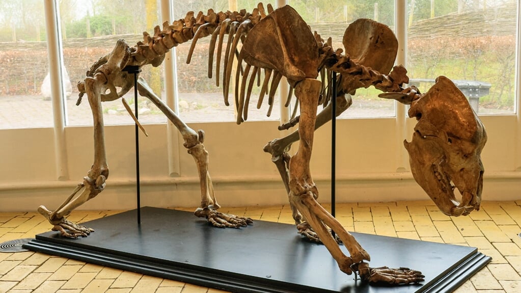 Het skelet van de holenbeer, dat te zien is in het Hunebedcentrum in Borger. (eigen foto)