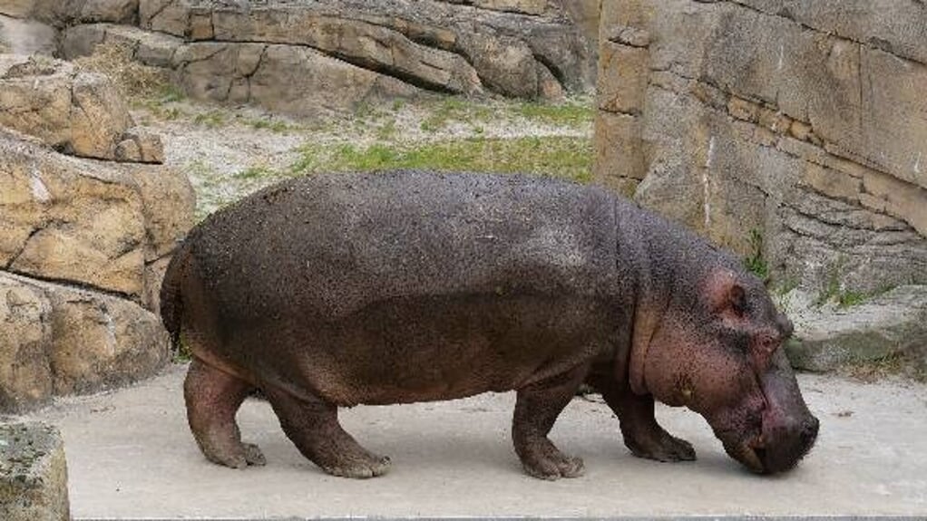 Nijlpaardenstier Kibo mag nu in WILDLANDS met de vrouwtjes naar buiten.