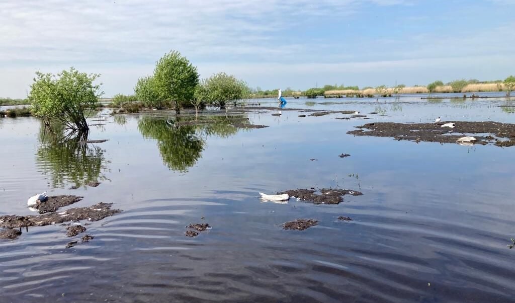 Overal drijven dode vogels in natuurgebied de Onlanden. 