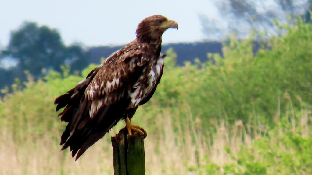 De jonge zeearend vertoeft momenteel in natuurgebied 't Roegwold. (foto: Meint Mulder)