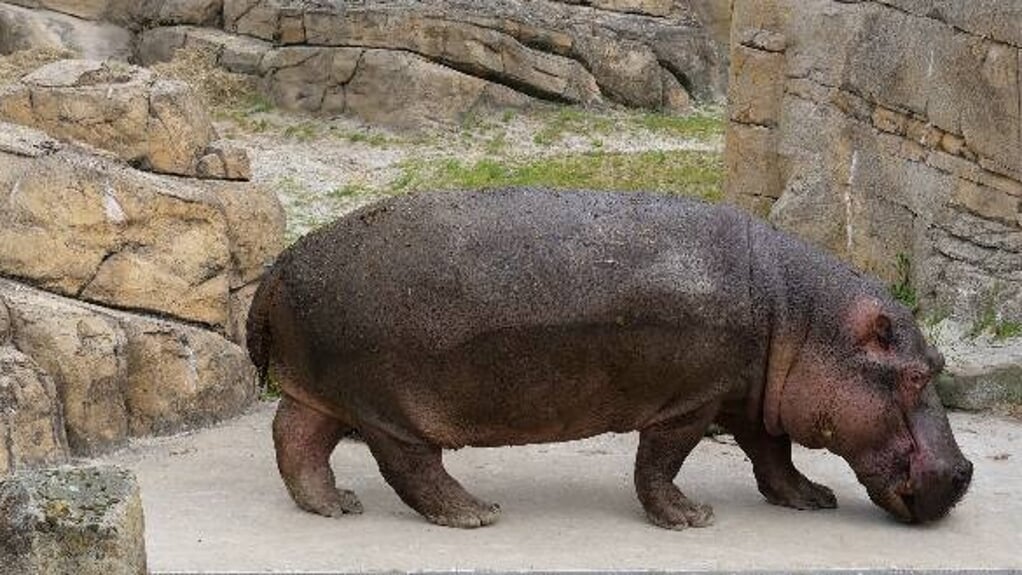 Nijlpaardenstier Nibo heeft het naar zijn zin in WILDLANDS Adventure Zoo.