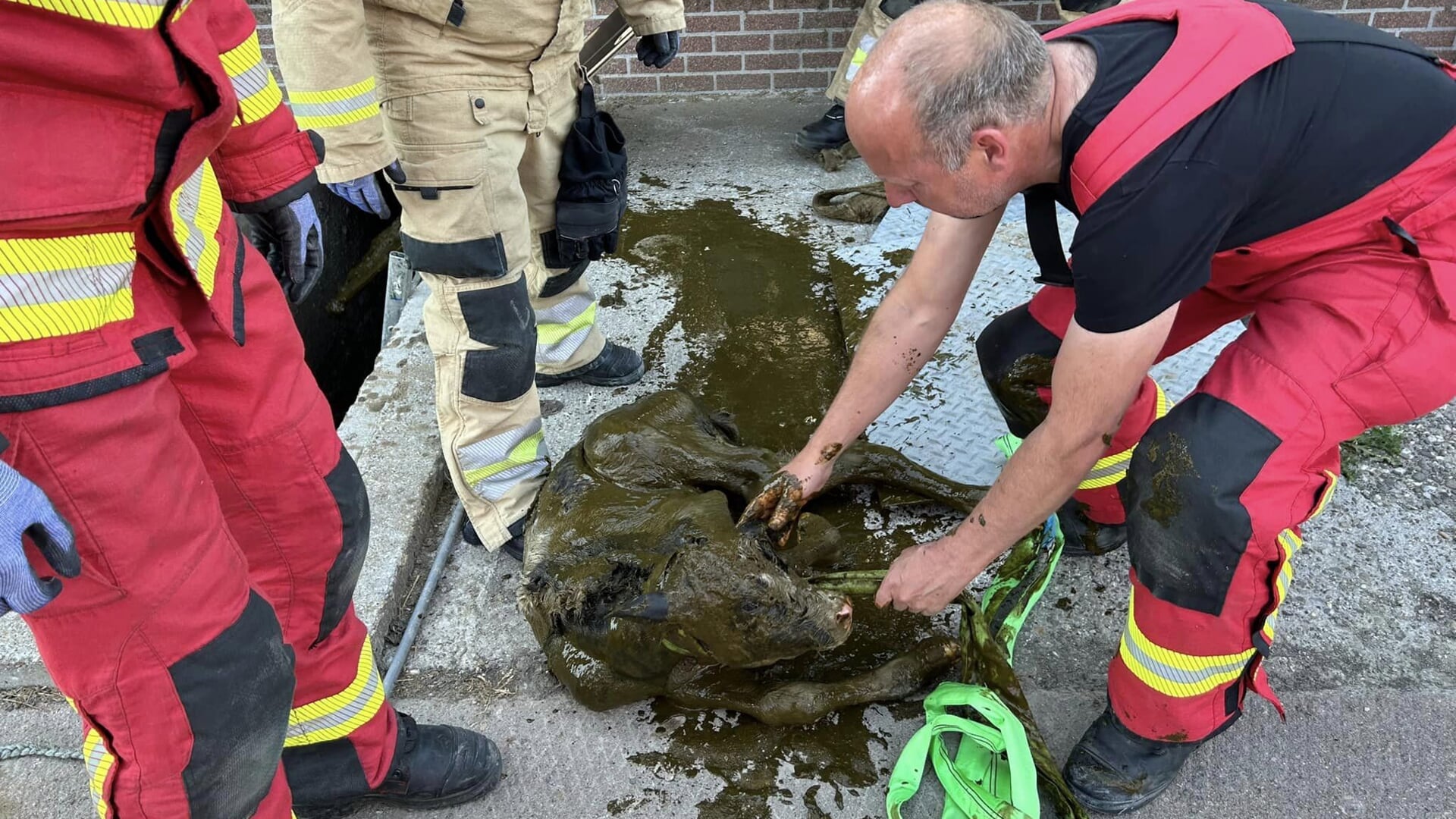 De brandweer redde een pasgeboren kalfje uit een mestput. Foto: Brandweer Middelstum. 