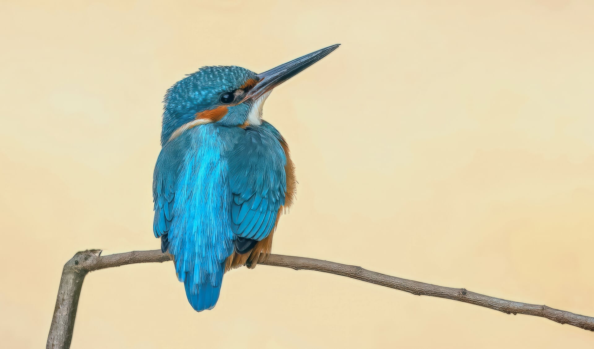 De ijsvogel.