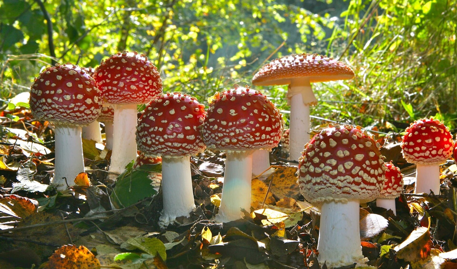 De vliegenzwam is een veel voorkomende paddenstoel in de Nederlandse natuur. foto: Geert de Vries)