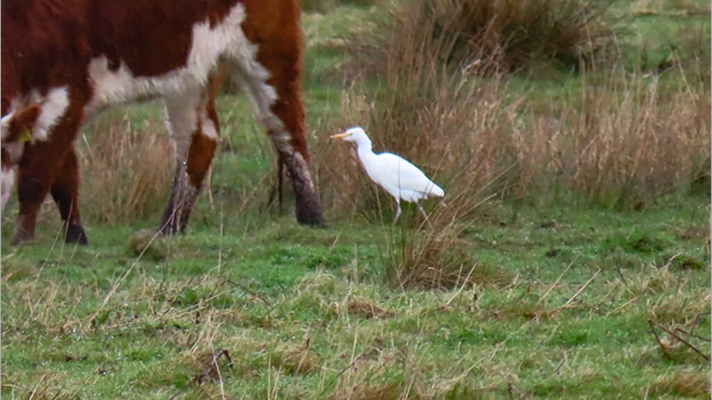 De koereiger begaf zich tussen een kudde koeien. (foto: Meint Mulder)