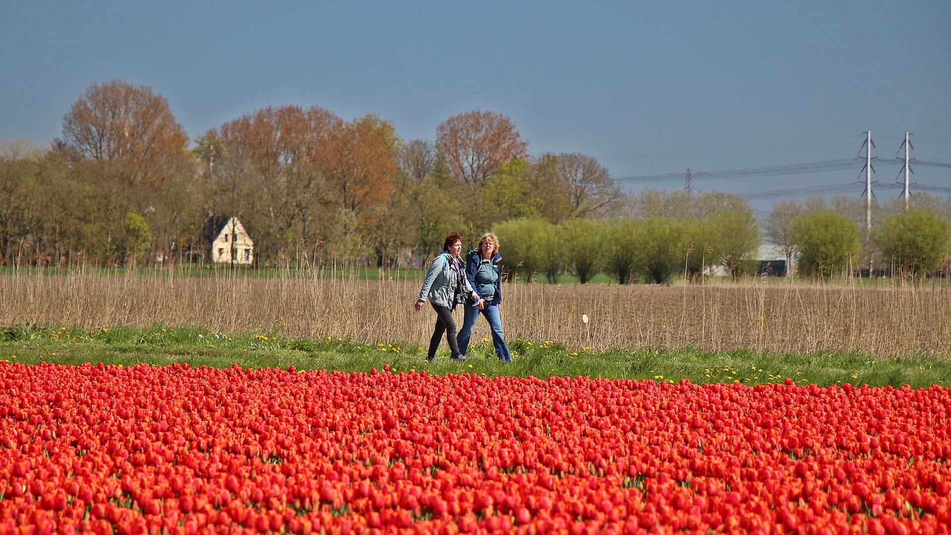 Bloeiende tulpen op Het Hogeland.