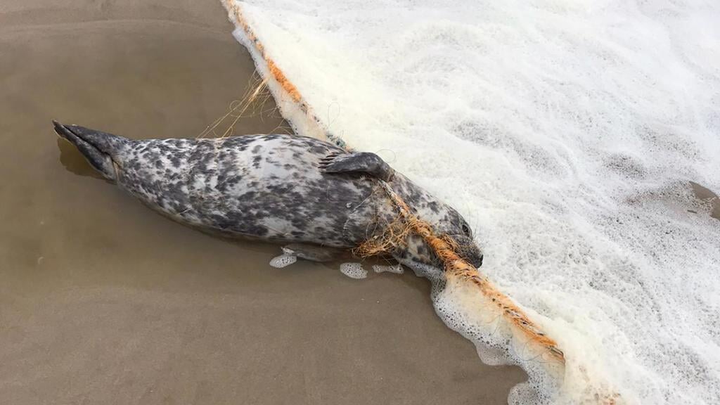 Het verstrikt geraakte dier op het strand van Camperduin.