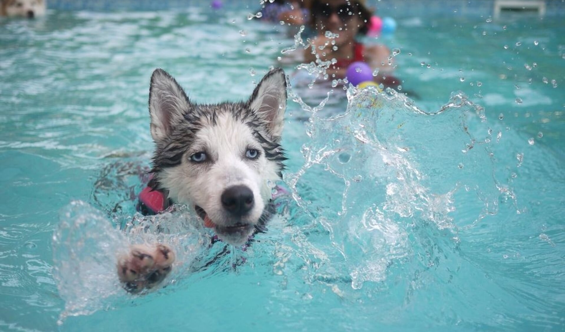 Hondenplons in Zwembad ‘t Kuipke