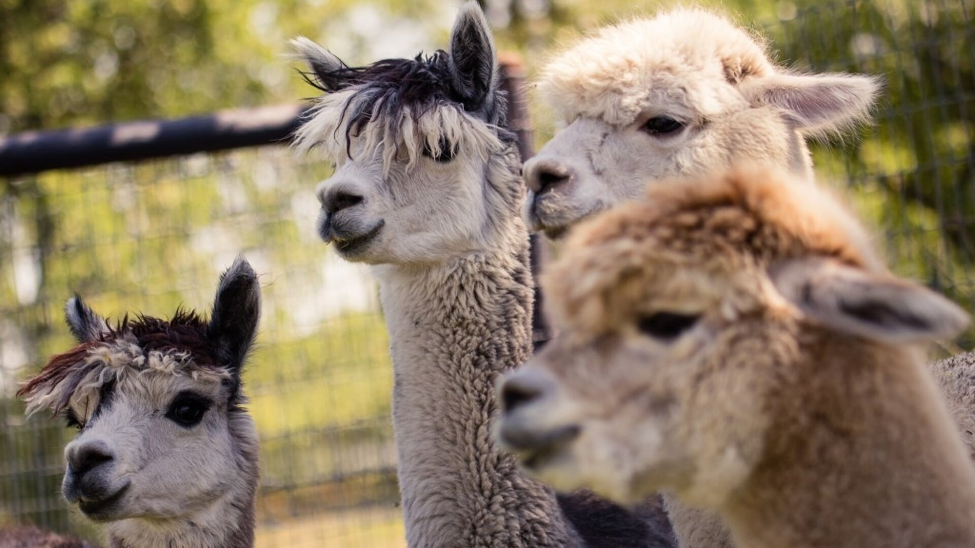 Kom op bezoek bij de alpaca’s van Alpacafarm Vorstenbosch